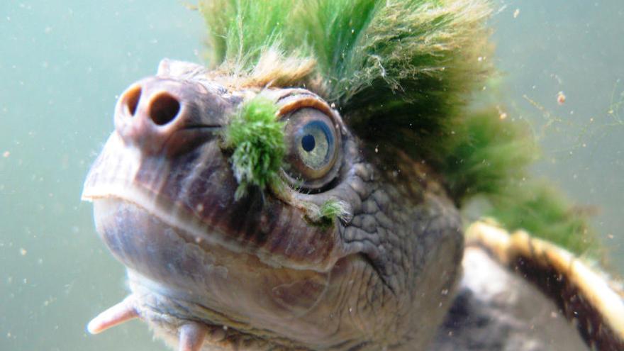 La tortuga "punk", en peligro de extinción