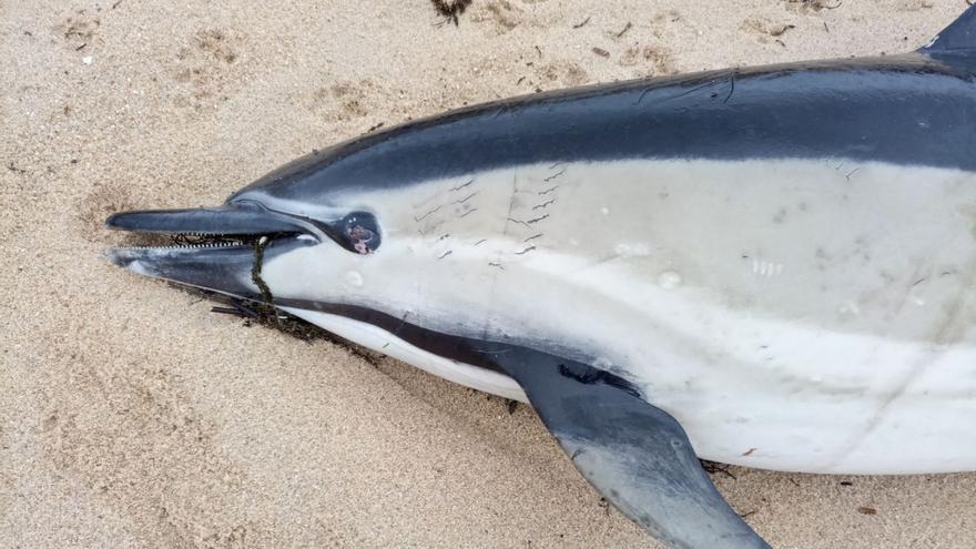 Exemplar de cetáceque apareceu nunha praia de Ribeira, o municipio con máis varamentos