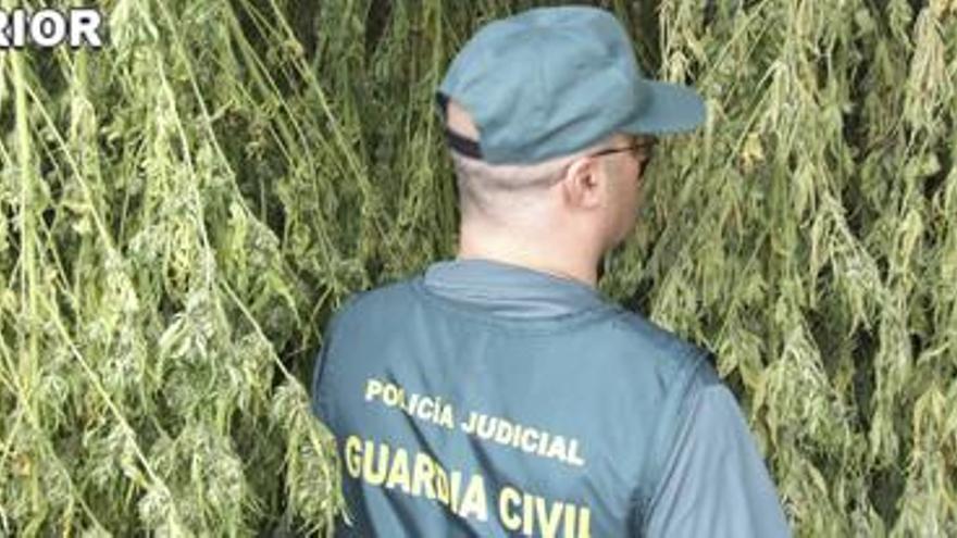 Descubren una plantación de marihuana en Morata de Tajuña.