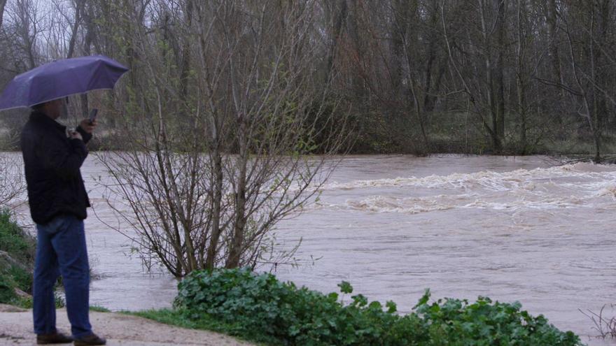 Un cocodrilo junto al Duero en Zamora