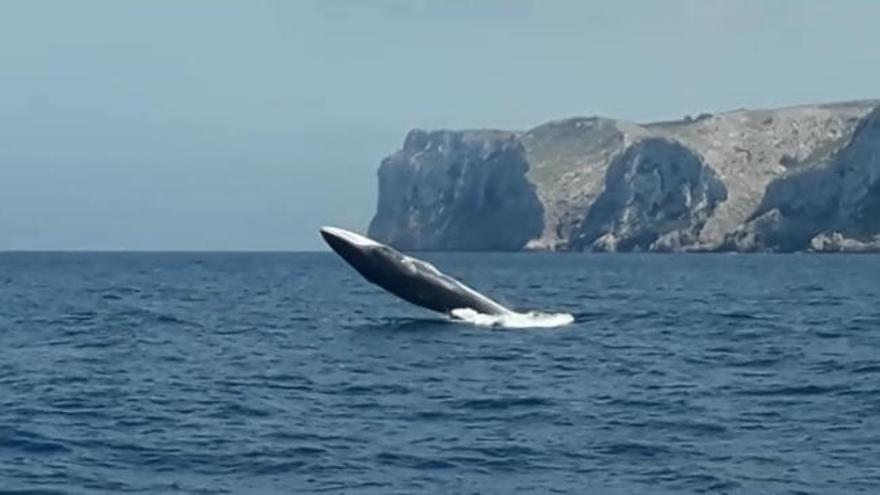 Las extraordinarias piruetas de las ballenas en Denia