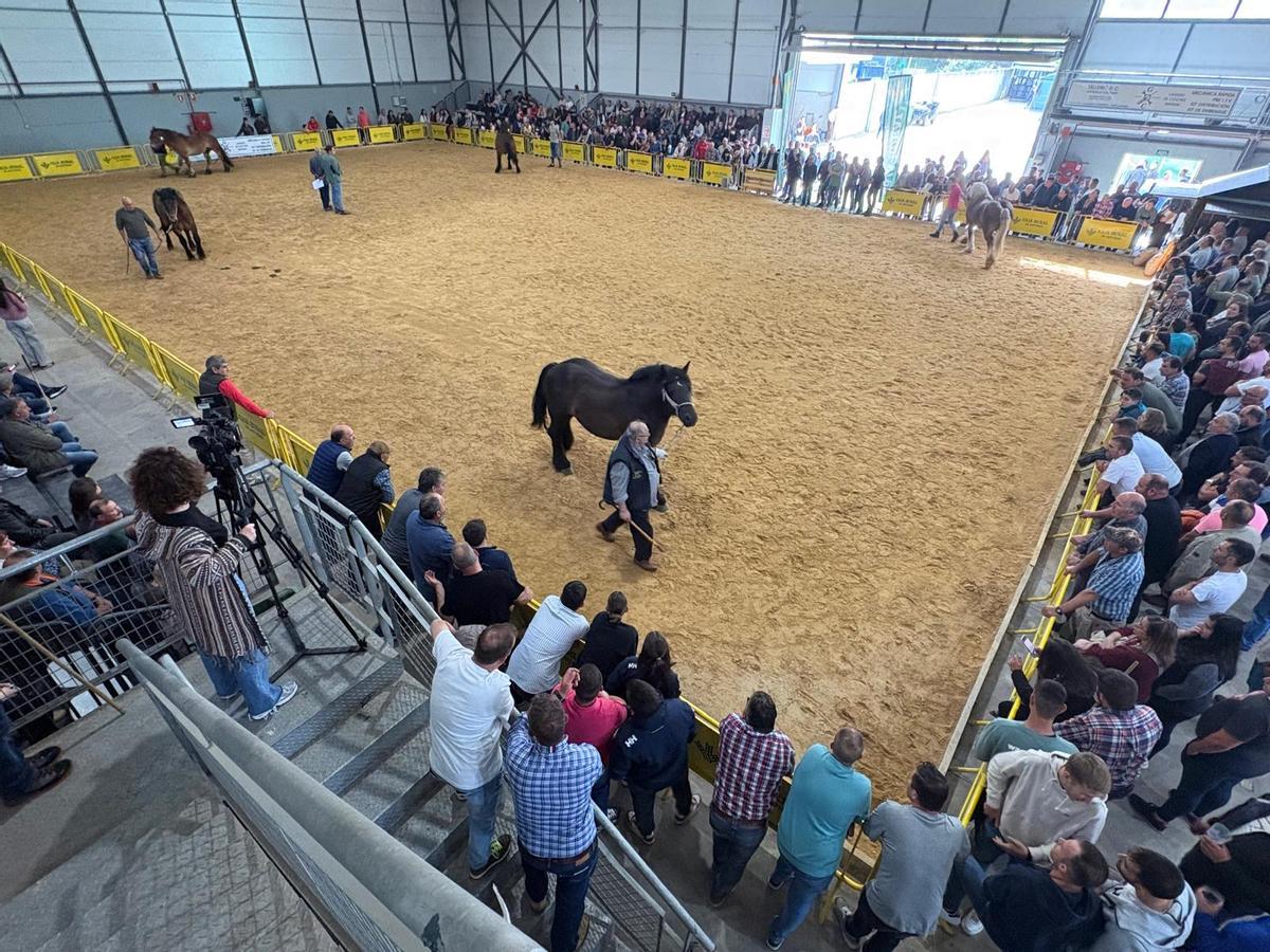 Aspecto general de la pista y las gradas durante la primera jornada de Laviana Ecuestre