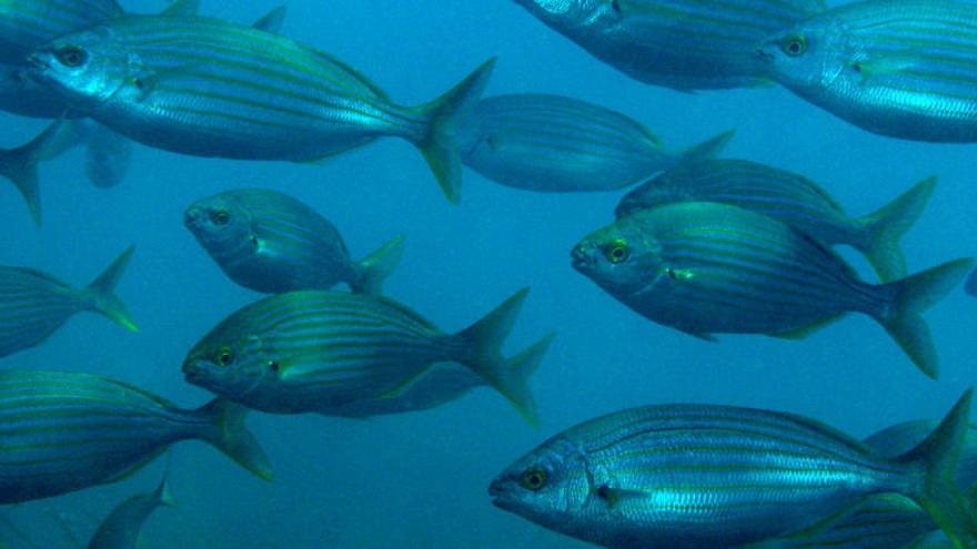 Banco de peces en aguas de la Región.