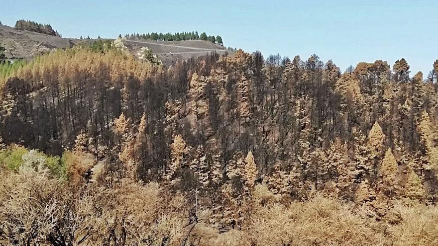 Imagen de los pinos foráneos de Montaña Pajarito. | | LP/DLP