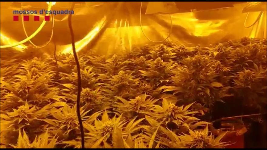 Quatre detinguts a l'Anoia per cultivar 4551 plantes de marihuana