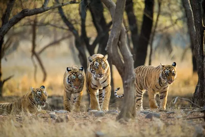Los mejores parques para ver tigres en libertad están en la India