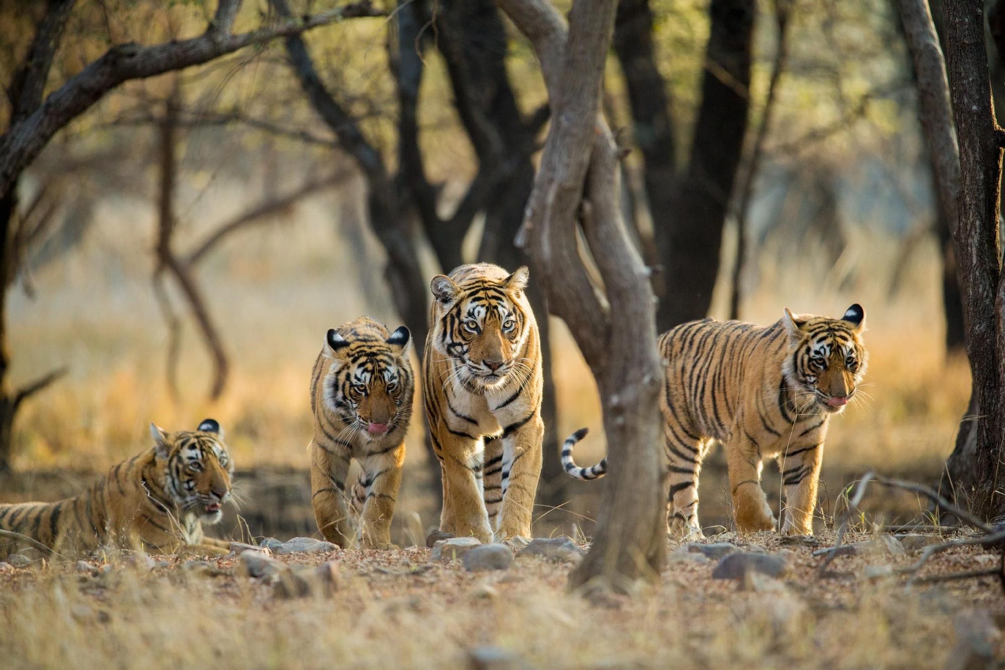 Estos son los parques que tienes que visitar si quieres ver tigres en libertad: safaris al amanecer, bosques salvajes y uno de los grandes viajes de naturaleza