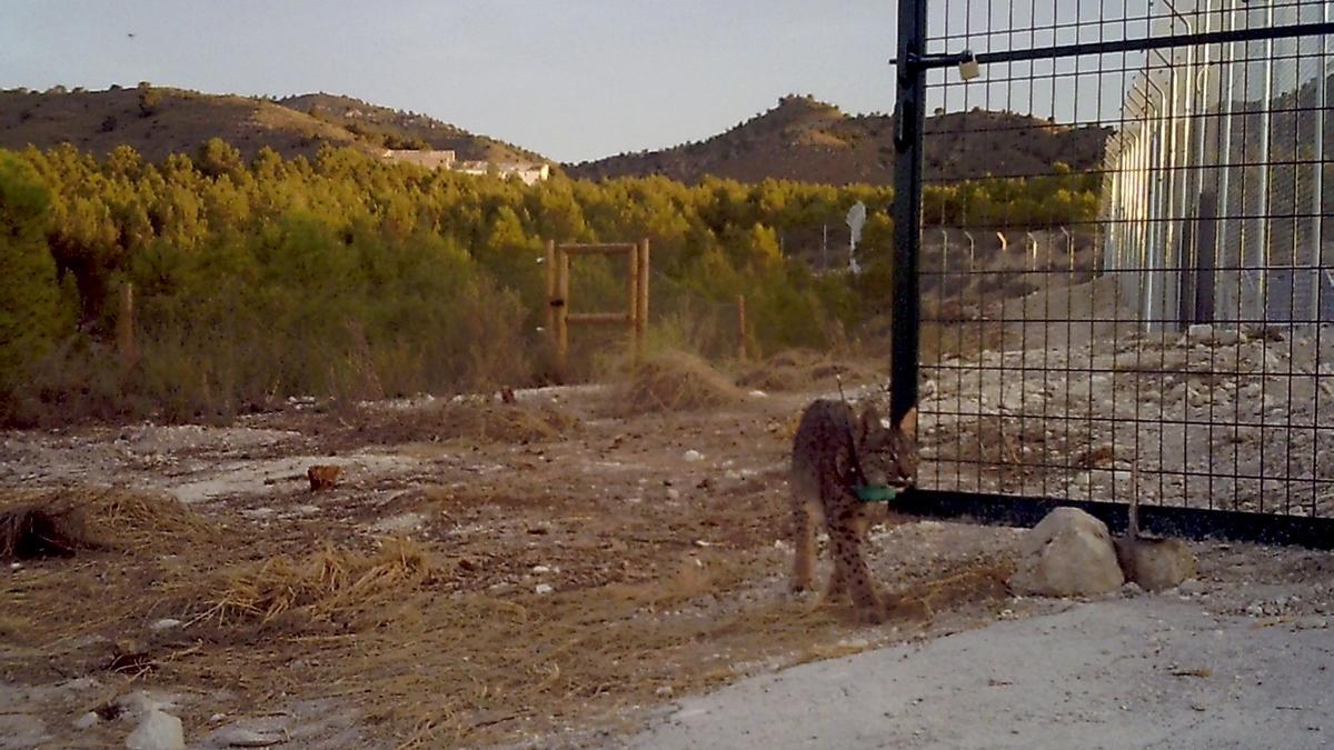 Uno de los linces ibérico (Tahúlla) sale del cercado de aclimatación.