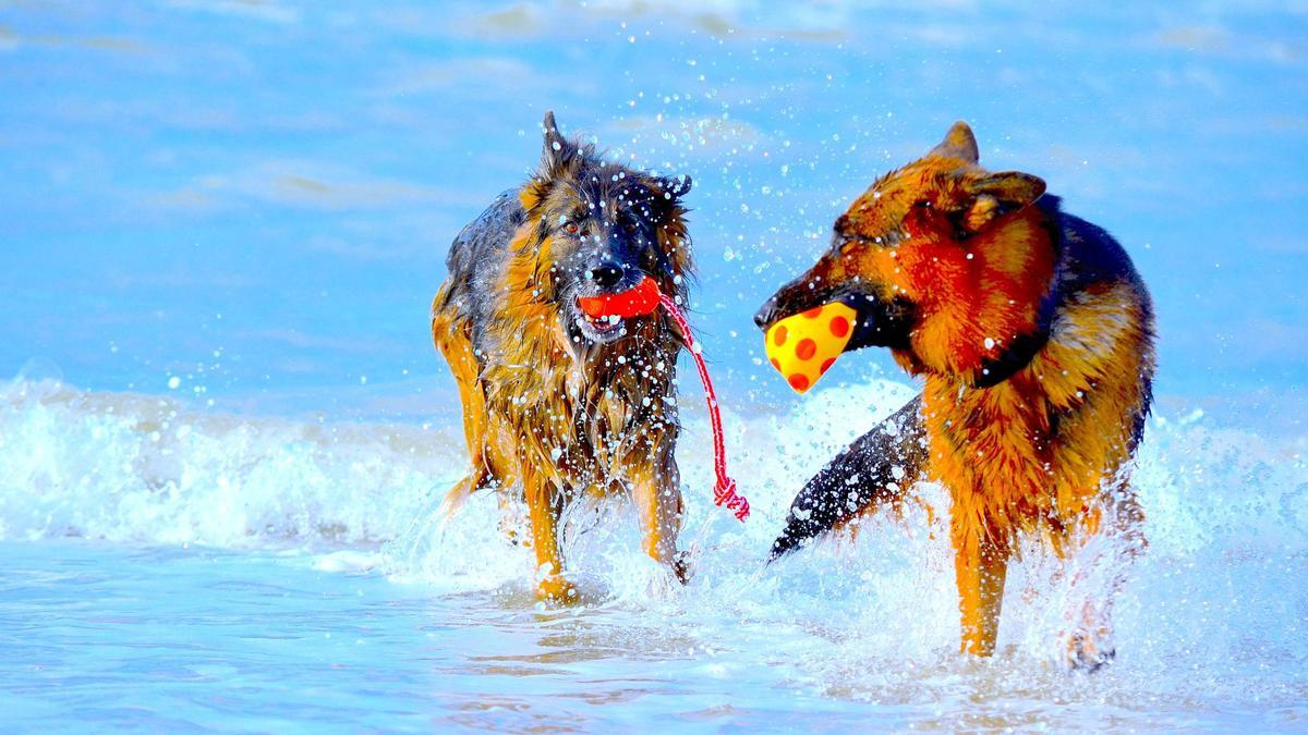 Andalucía habilita para la temporada de baño 2024 nuevas playas caninas