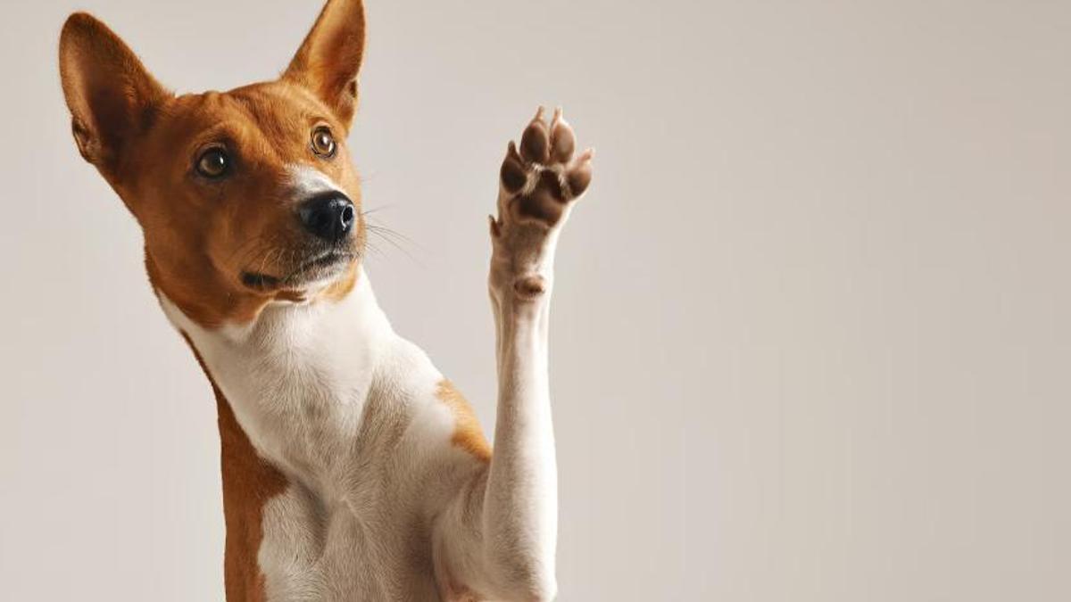 Vols saber si la teva mascota està dins la llista de les races de gossos més intel·ligents?