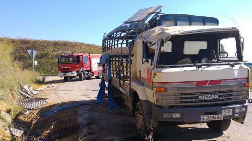 Salven 180 dels 205 porcs que transportava un camió accidentat a Bàscara