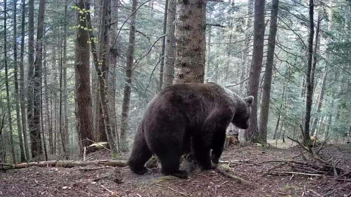 Un os captat per una càmera al Pirineu