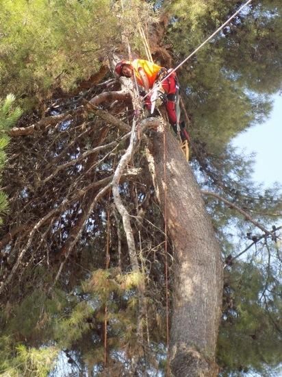 Tala d''arbres a la Renaixença