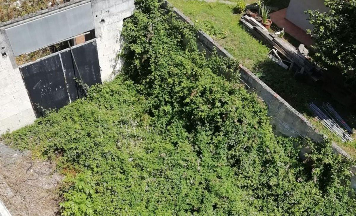 Vegetación haciéndose paso sobre los muros.
