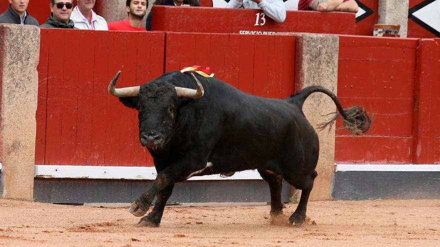 Magdalena 2024: Ganaderías de lujo para la Feria taurina de Castellón