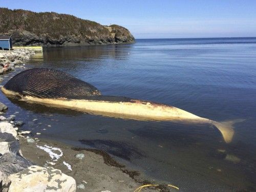 Handout shows a rotting blue whale in shallow water after washing ashore in Trout River, Newfoundland