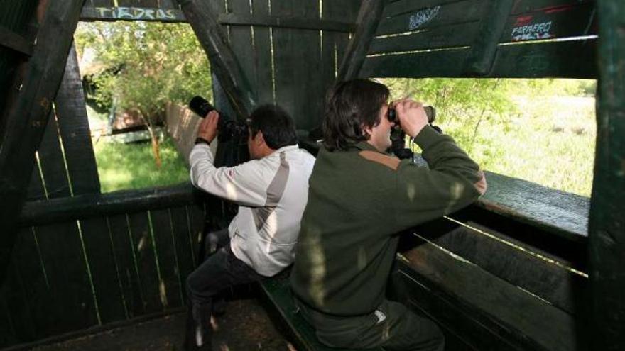 Observatorio de la laguna de As Gándaras de Budiño, habitat de una colonia de &quot;sapoconcho&quot;.  // Faro