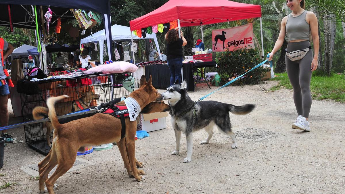 Imágenes de la séptima edición de la Feria Provincial de la Adopción Animal en Elche