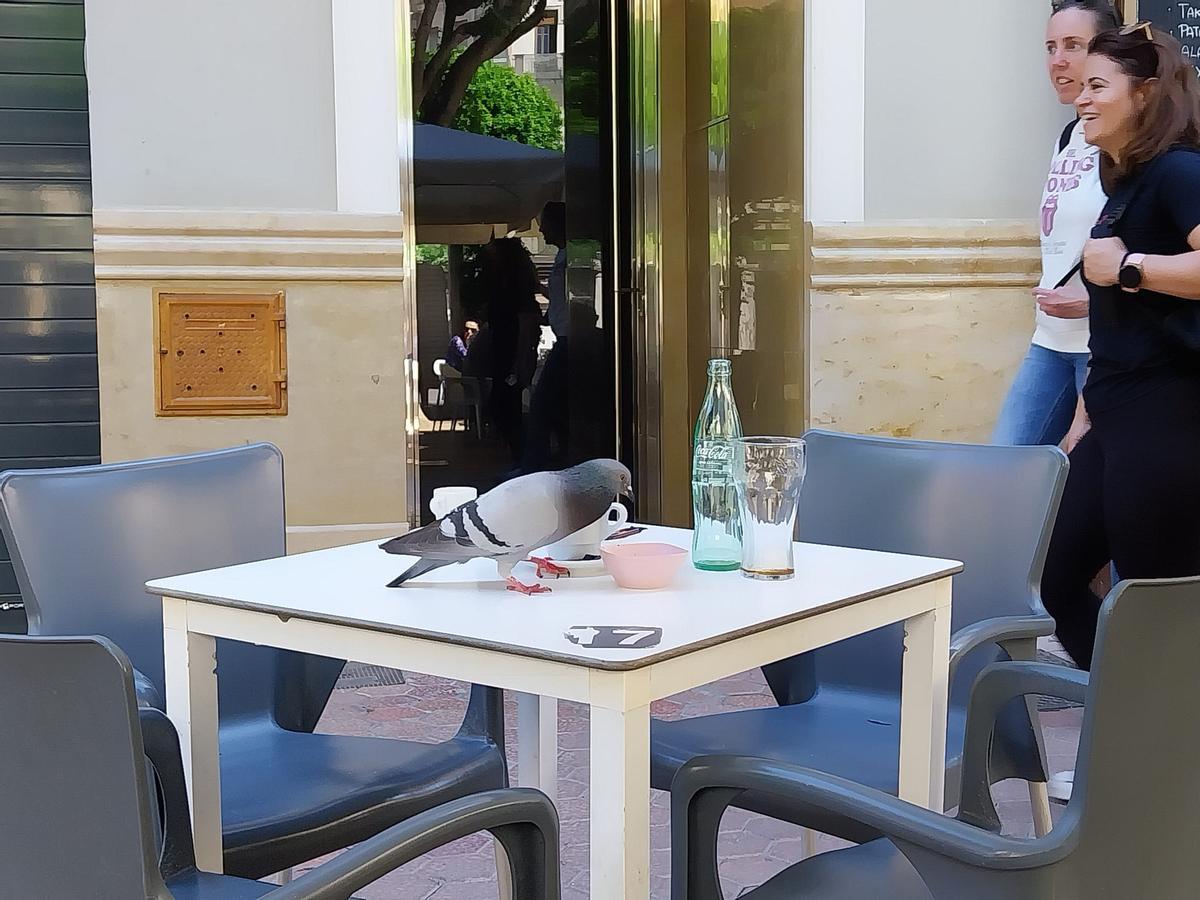 Una paloma sobre la mesa de una terraza de la plaza Mayor de Alzira, en una imagen de abril.
