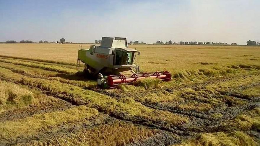 Frente común para pedir medidas de "apoyo urgente" al cultivo extremeño del arroz