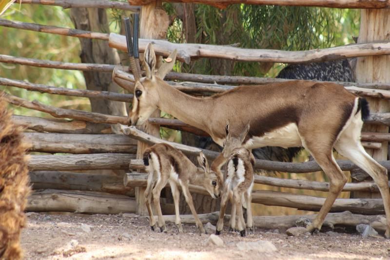 FUERTEVENTURA - Gacelas nacidas en Oasis Park -   | 05/05/2018 | Fotógrafo: Gabriel Fuselli