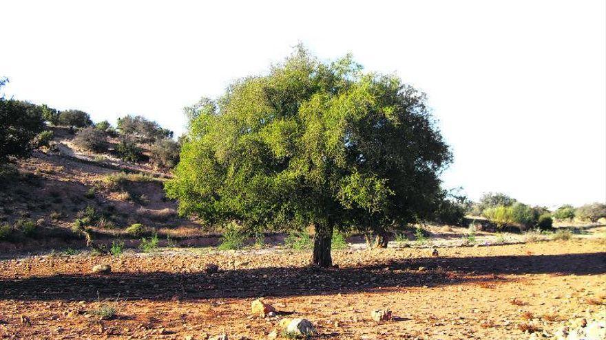 Der Arganbaum, auch Breiapfelbaum genannt, ist eine ideale Kulturpflanze für Gegenden, in denen es nur wenig regnet.