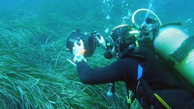Un buzo del Instituto de Ecología Litoral de El Campello filma una pradera de posidonia en Tabarca.