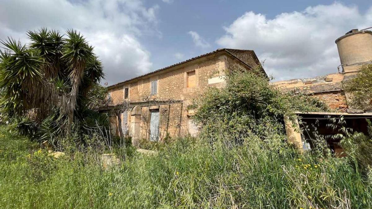 Geht inmitten des Wildwuchses fast unter: die „Wunderweide“ rechts an der Hauswand des Gehöfts von S’Hort des Correu.