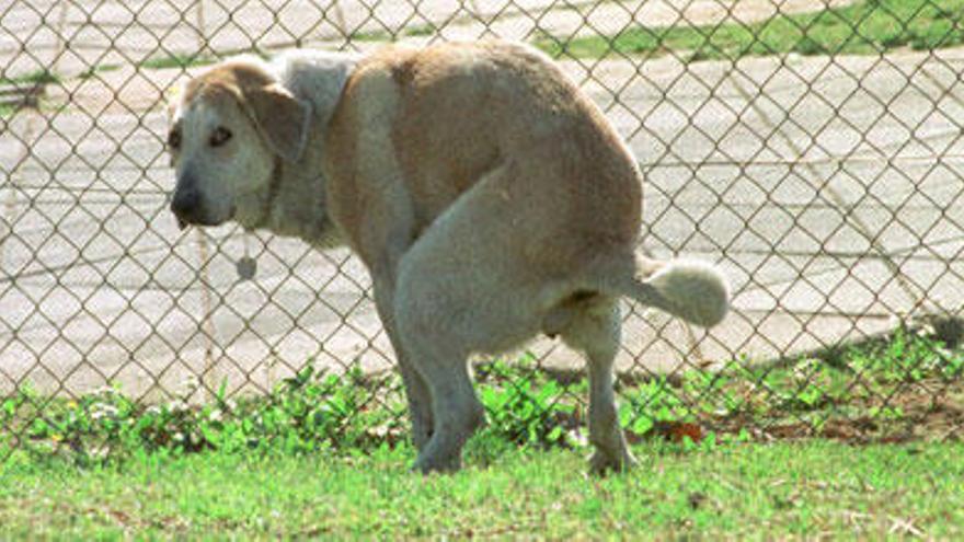 Esporles prevé crear un censo de ADN de perros para identificar el origen de las heces