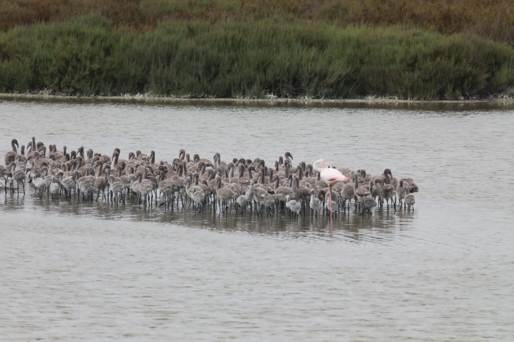 Las guarderías de flamencos en l'Albufera