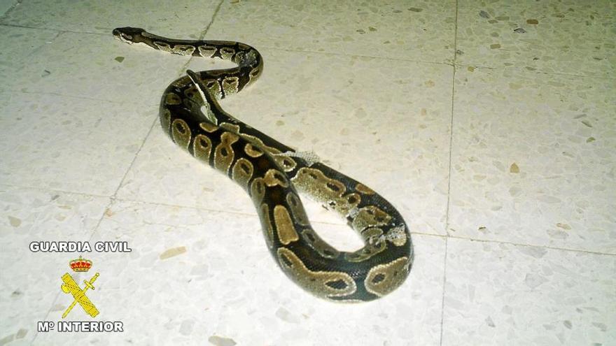 Buscan una serpiente pitón que un niño de 11 años ha perdido en Torrent