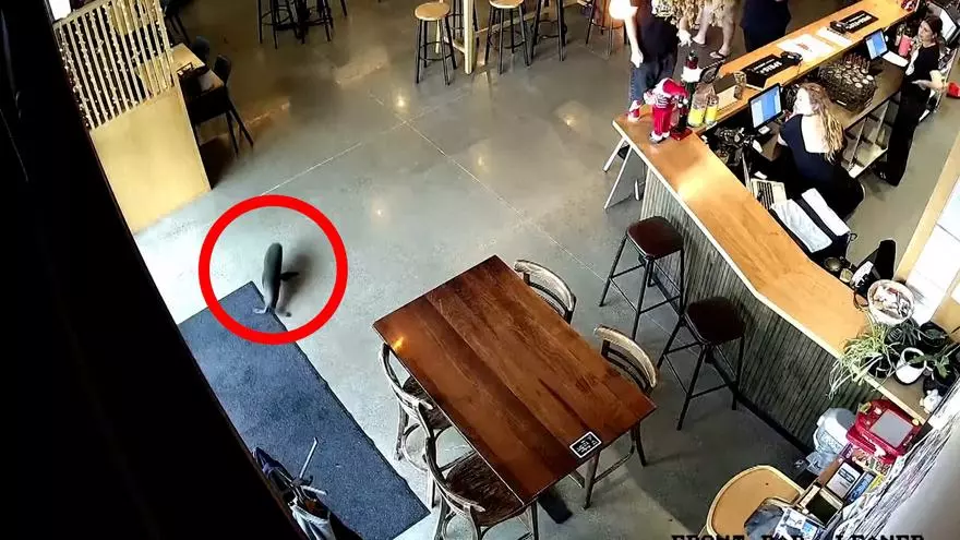 Una foca bebé se cuela en un bar de Nueva Zelanda y sorprende a clientes y empleados