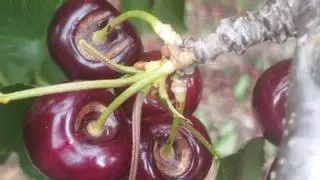 La campaña de la fruta de hueso se tuerce en Extremadura