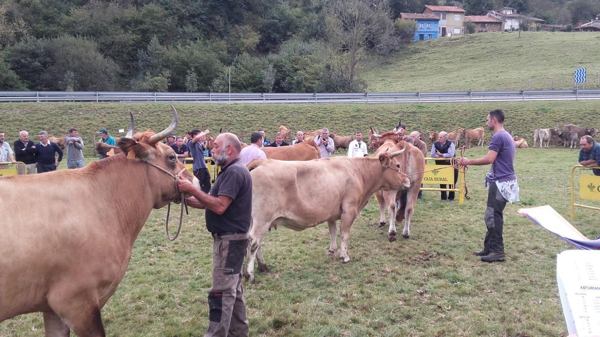 Ganado en la feria en una imagen de archivo