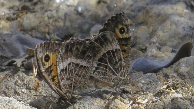 Mariposa.