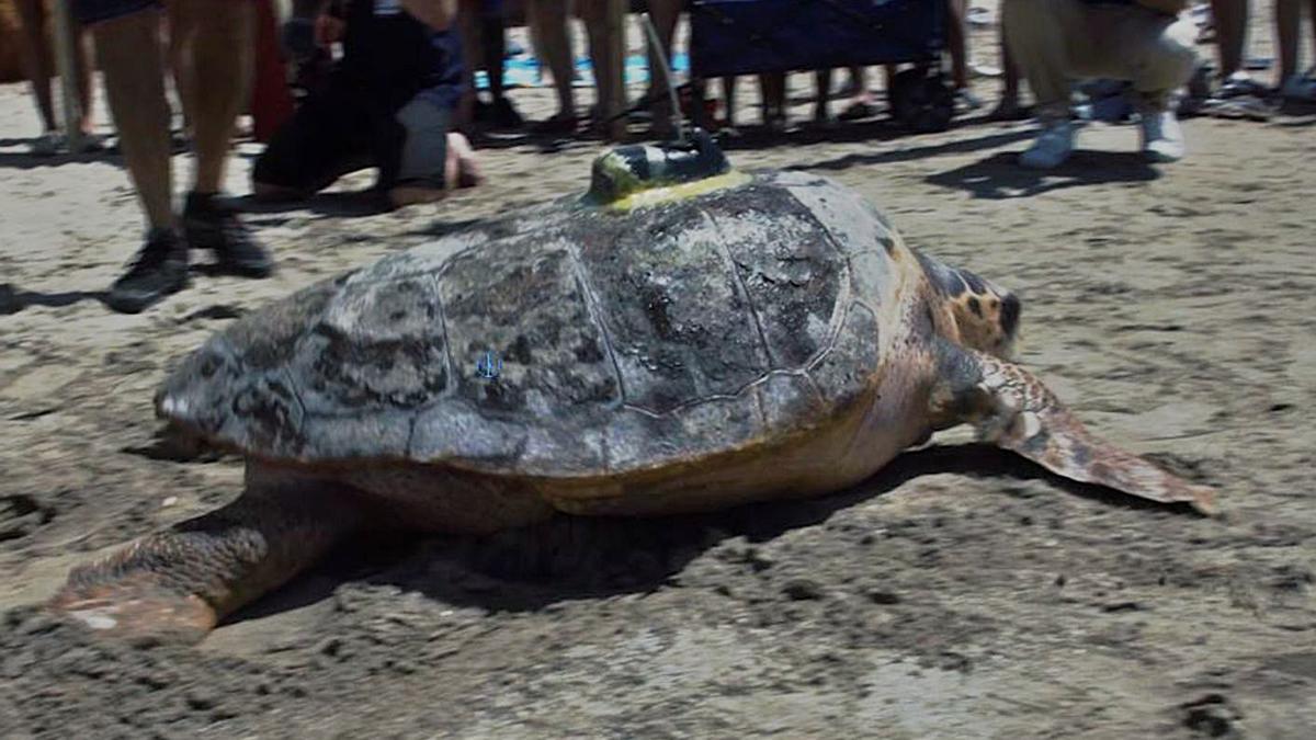 La tortuga Colomera, de cien kilos de peso, en el momento de ser liberada. | LEVANTE-EMV