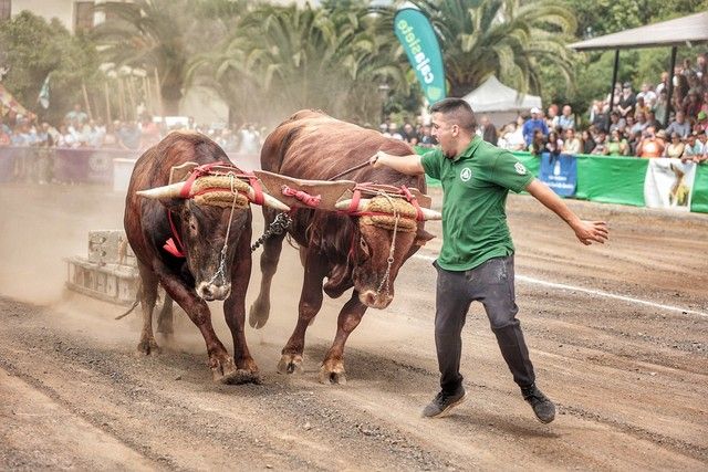 Feria de ganado y procesión por las Fiestas de San Benito en La Laguna, julio 2022