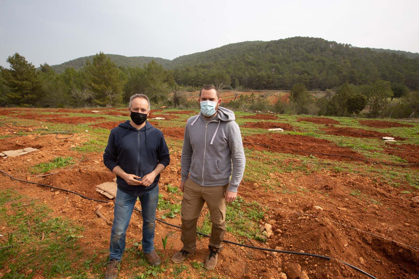 Higos en un bancal abandonado de Ibiza