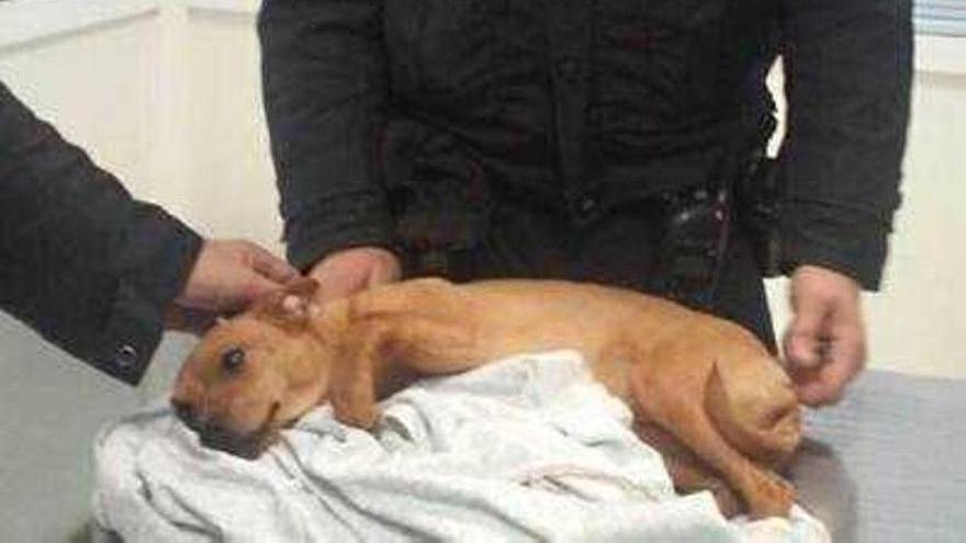 La Policía detiene a un hombre por maltratar a su perro en Alicante -  Información