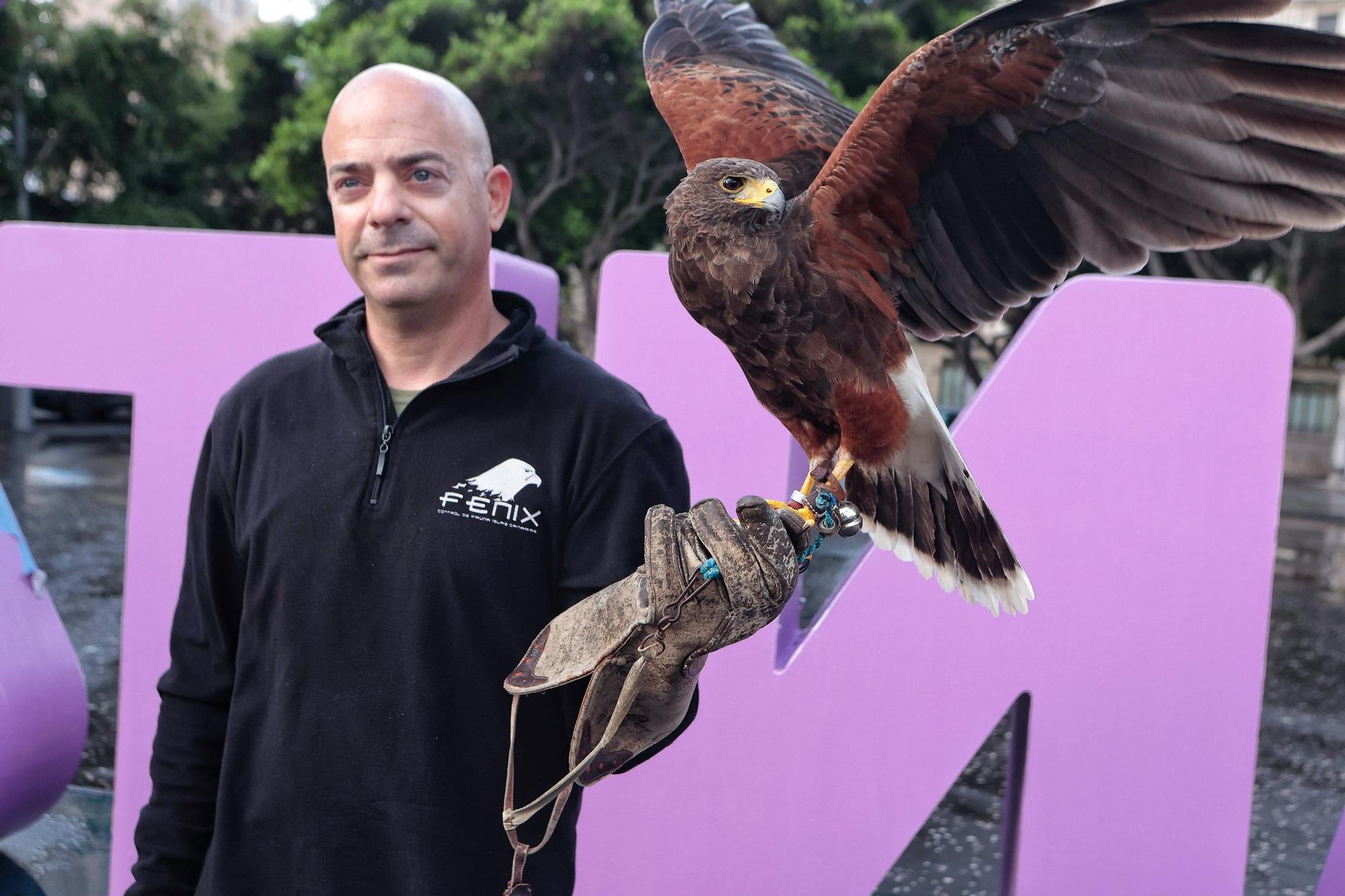 Suelta de un halcón en Santa Cruz para controlar a las palomas