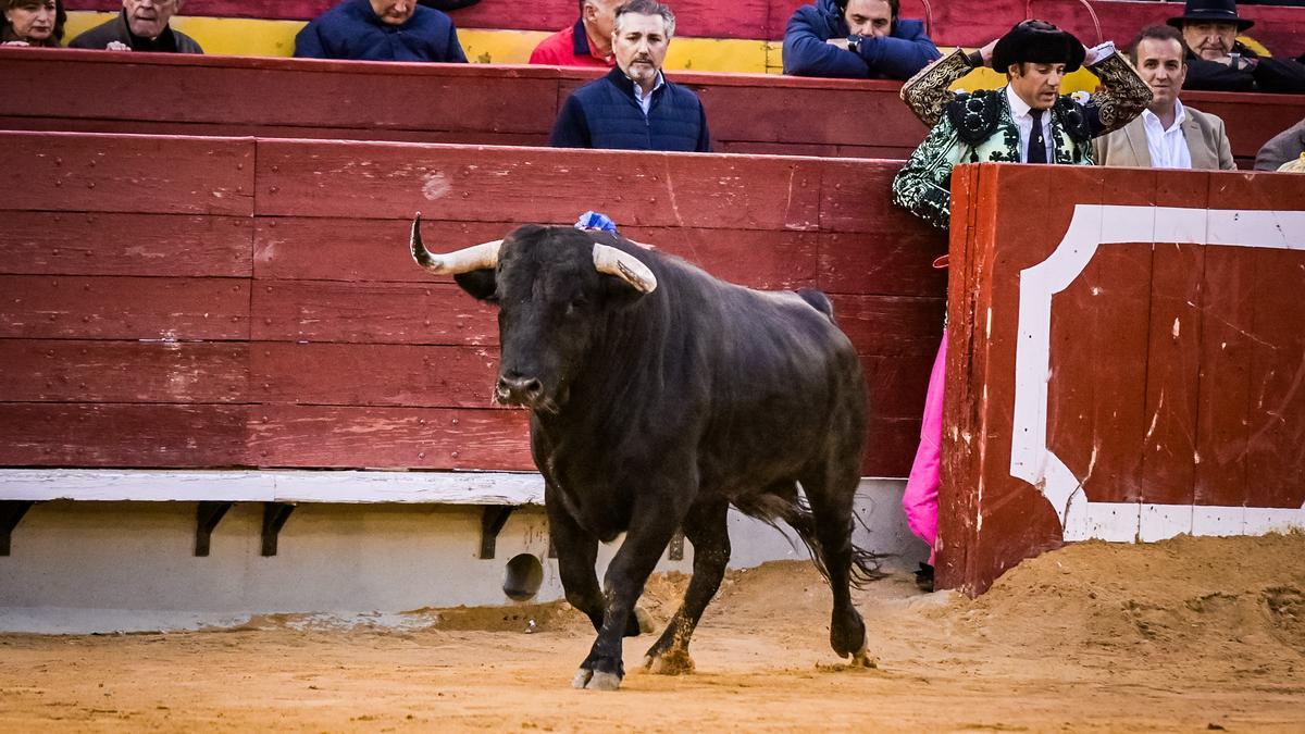 &#039;Boticario&#039;, lidiado el jueves en 5º lugar por Fernando Adrián, fue el mejor toro de la Feria. 