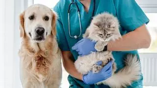 ¿Es grave que tu perro no coma? Esta es la respuesta de un veterinario