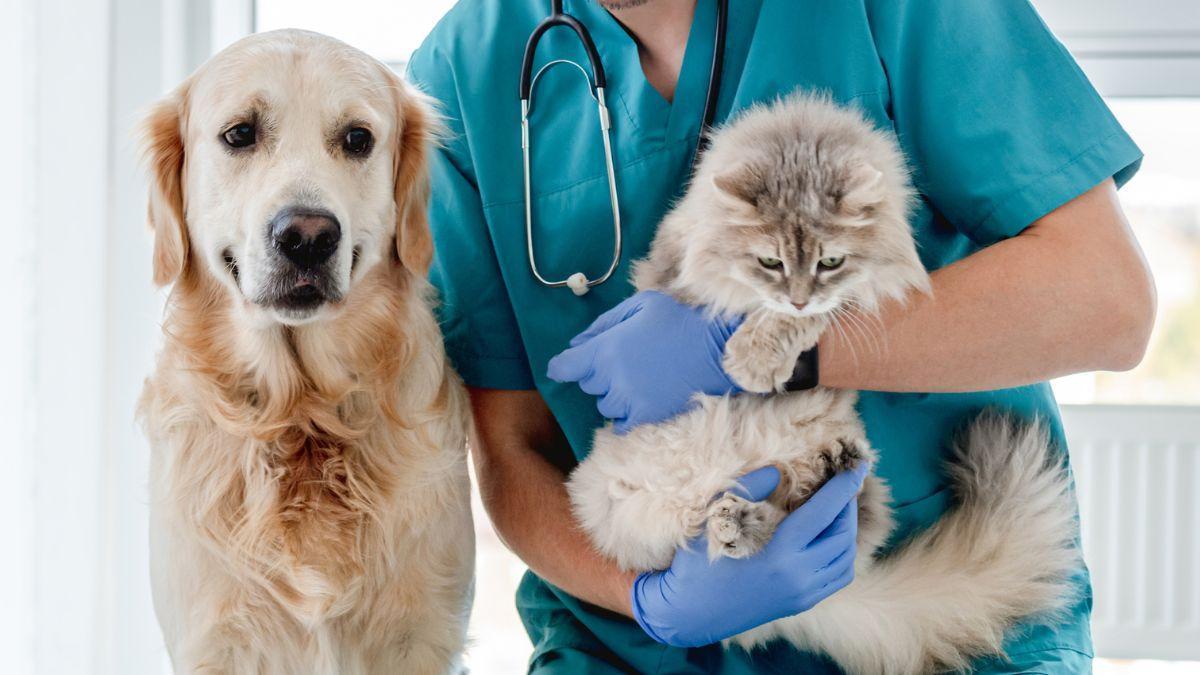 Claves para entender a nuestras mascotas: ansiedad, miedos y conductas inesperadas