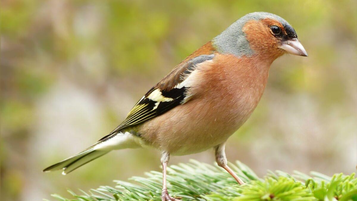 Descubren que el pinzón de Canarias es una especie diferente y única