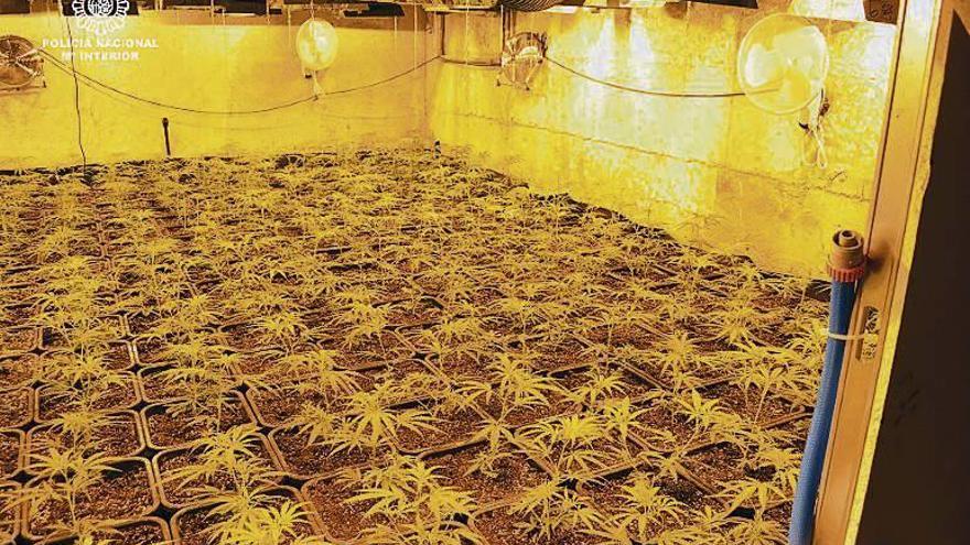 En octubre se descubrió una plantación de marihuana en una nave de San Cibrao, con 3.800 macetas, de una organización china. // FdV