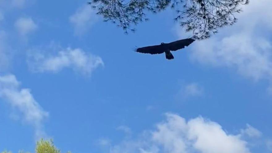 Un águila Harris perdida se cuela en una casa de campo en Santa Gertrudis