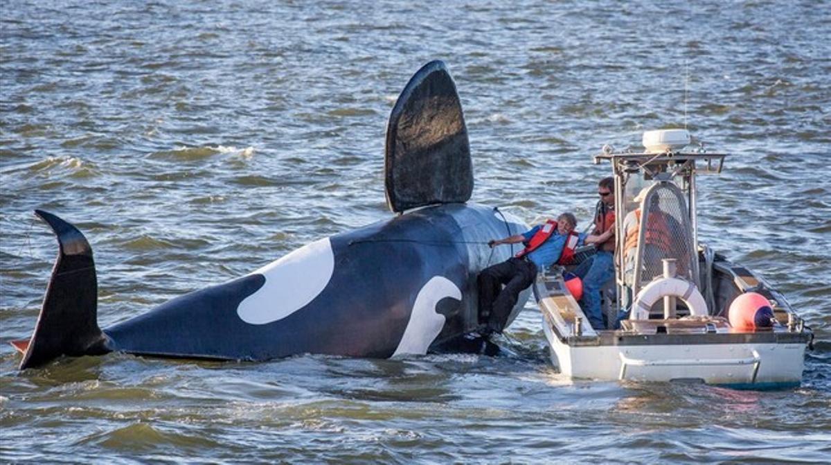 La falsa orca és remuntada per un vaixell pesquer al quedar-se boca amunt, a prop del port d’Astoria. La falsa orca és remuntada per un vaixell pesquer al quedar-se boca amunt, a prop del port d’Astoria.