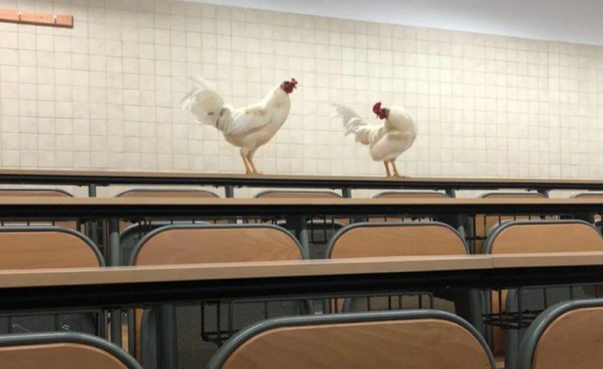 Qué hacer con la plaga de las gallinas universitarias