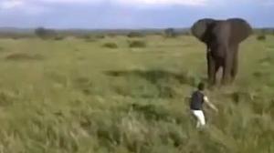 Imatges del moment en què el guia s’acosta a l’elefant per espantar-lo.