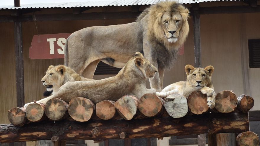 Terra Natura Murcia celebra el Día del León con una actividad especial